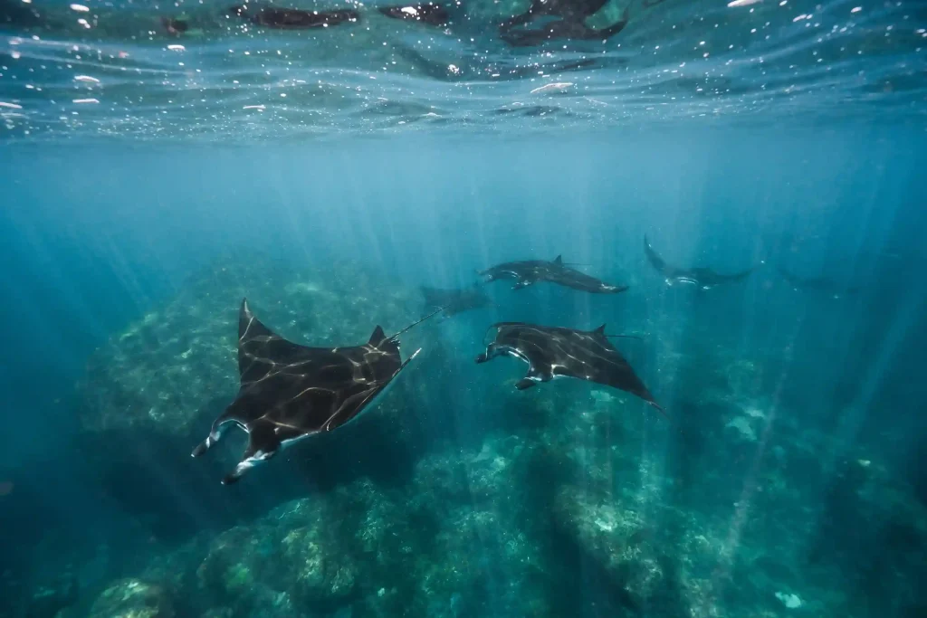 Manta Point Labuan Bajo | Komodo Luxury