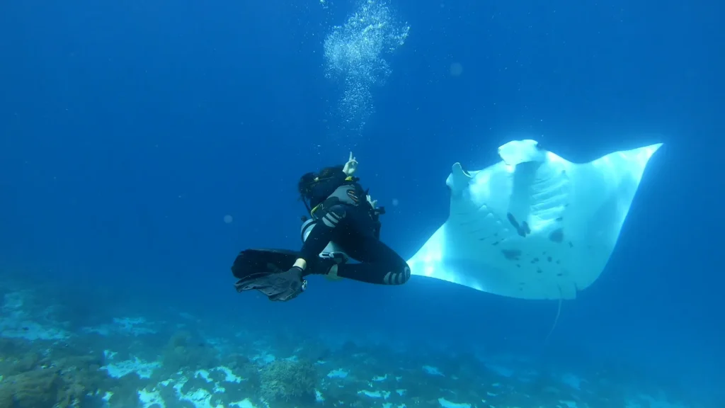 Manta Ray on Manta Point | Komodo Island Tour by Komodo Luxury